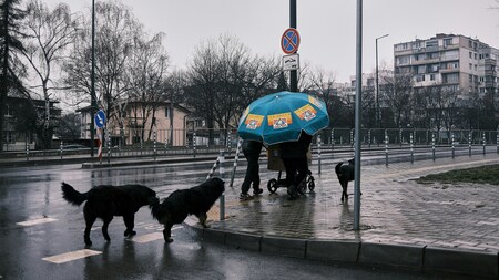 Comment vous préparer, vous et votre chien, à une promenade sous la pluie ?
