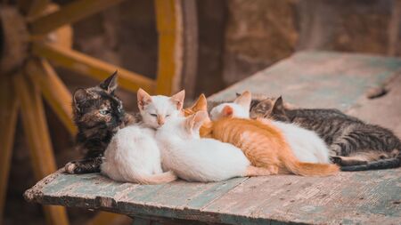 Chatons abandonnés en vacances : les bons réflexes avant d'agir