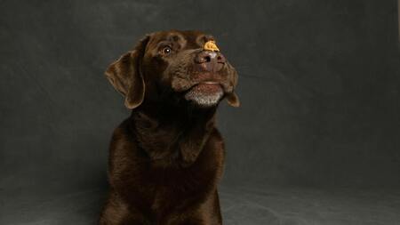 Chocolat de Pâques : éviter le danger pour vos chiens et chats