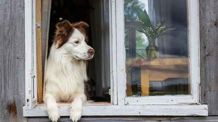 Rentrée : comment gérer la culpabilité quand on manque de temps pour son animal ?