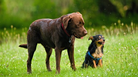 Les 5 bonnes questions à se poser avant d’adopter un second chien