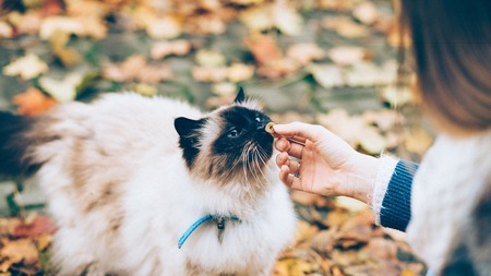 Pouvoir localiser son chat à tout moment : Comment choisir son collier GPS ?