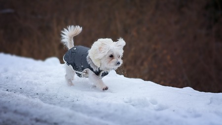 Mettre un manteau à son chien : bonne idée ou gadget ?