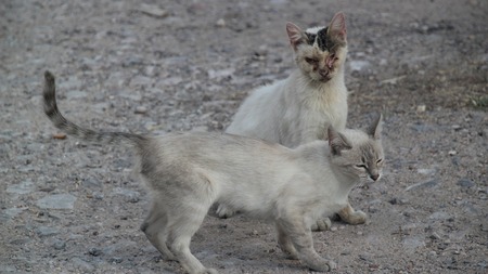 La PIF chez le chat