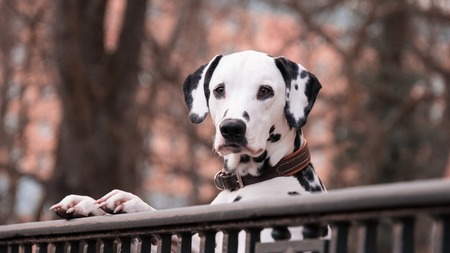 Comment empêcher son chien de fuguer ?