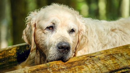 La Parvovirose chez le chien