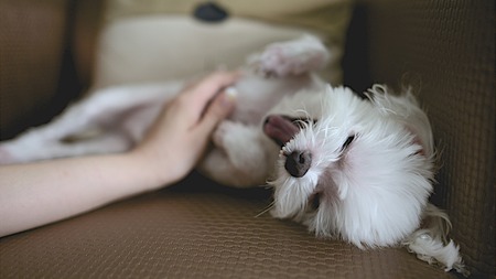 Le massage animalier : à quoi ça sert?
