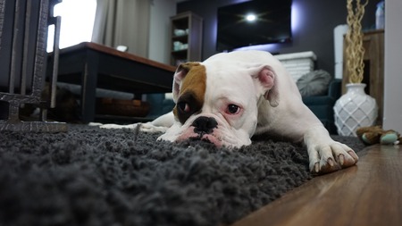 Covid-19 : Comment distraire son chien en période de confinement ?