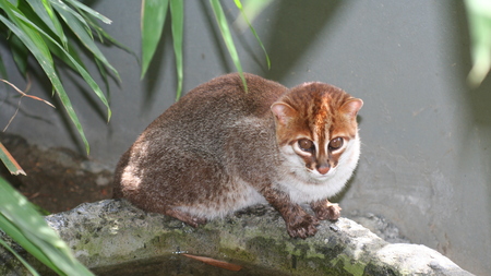 Ce chat très rare était pensé disparu : il refait surface en Malaisie