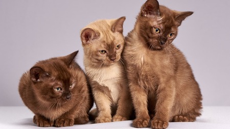 La vaccination du chat : contre quoi devons-nous le protéger ?