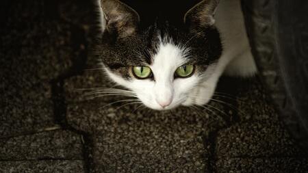 J’ai perdu mon chat : que faire ?