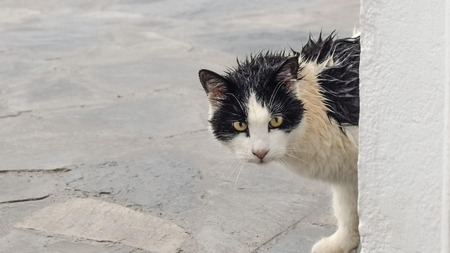 Votre chat peut-il (vraiment) prévoir la météo ? Ce que disent les études