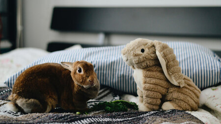 Comment divertir et enrichir l’environnement de son lapin ?