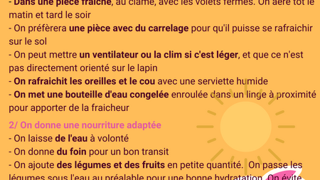 Lapin : Attention au coup de chaleur !