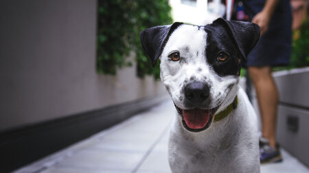 Promener son chien : un rituel essentiel pour son équilibre