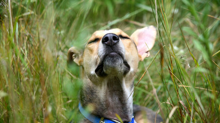 Les allergies aux pollens chez le chien et le chat