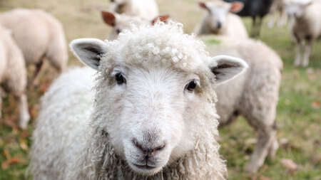 Guide d’adoption de l’animal de ferme