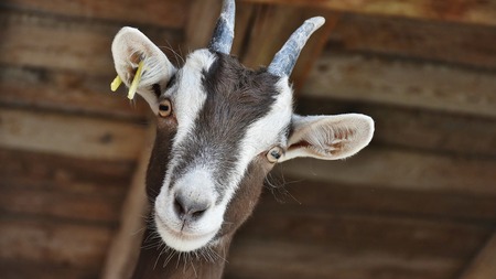 Comment protéger nos animaux de la ferme de l’hiver et du froid ?