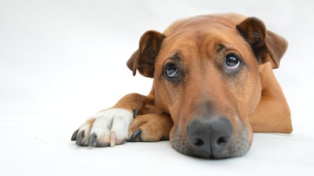 Dépression chez l’animal de compagnie : comment la détecter et que faire pour l’aider ?