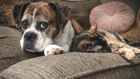 J’ai décidé d’adopter un chat ou un chien senior