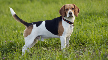 Sauvé d'un laboratoire, un Beagle découvre l'herbe pour la première fois (vidéo)
