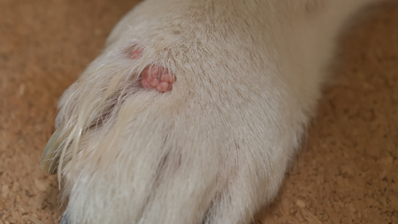 Verrue chez le chien : est-ce grave et comment la soigner ?