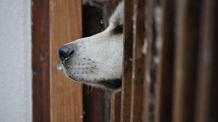 Derrière chaque chien adopté, un autre attend encore sa famille au refuge.