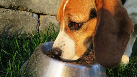Comment préparer soi-même à manger à son chien ?