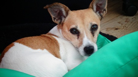 Dysplasie de la hanche chez le chien : causes et solutions