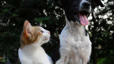 Pourquoi faire stériliser son animal