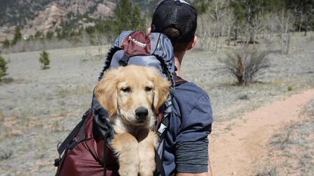 L'histoire de ce randonneur et du chien qu'il a rencontré au sommet du Kirghizistan va vous toucher