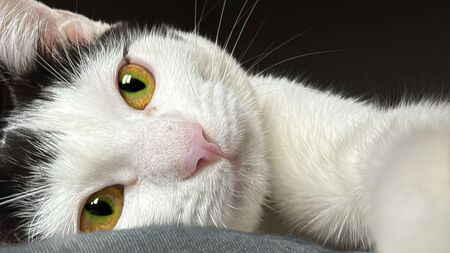 Insuffisance rénale du chat : un traitement japonais ravive l'espoir