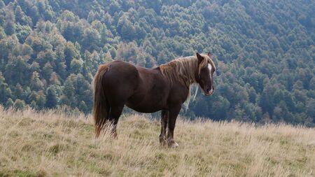 Chevaux maltraités, abandonnés : la face cachée d'un monde que l'on admire