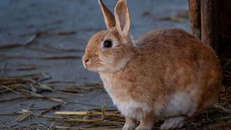 Lapins, rats et hamsters : Ces NACs trop faciles à acheter...et à abandonner