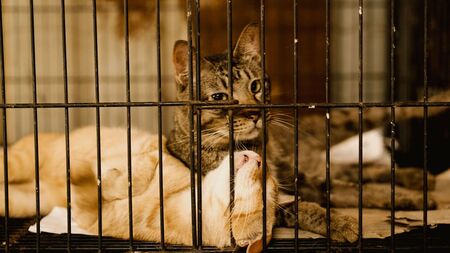 Burn-out en refuge : Quand sauver les animaux devient destructeur