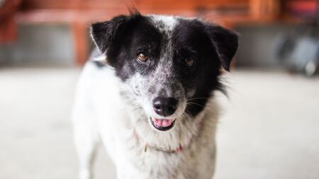 Chien de refuge ou chien d’élevage : et si le choix était beaucoup plus simple qu’on ne le pense ?