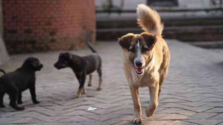 Faire faire une portée à sa chienne : est-ce vraiment une bonne idée ?
