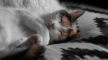 "On cherche à adopter un chat sourd" : cette famille bouscule les regards sur le handicap