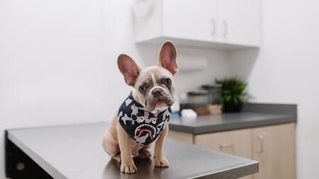4 solutions pour apaiser un chien qui a peur du vétérinaire