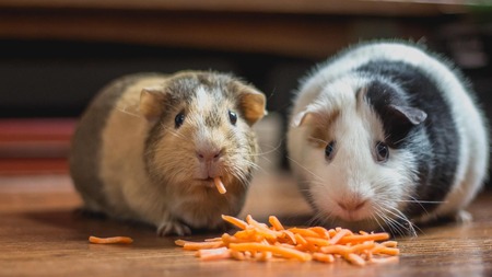 Comment bien nourrir son Cochon d’Inde ?