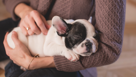 Comment bien choisir son chien ou son chiot