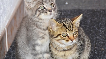 Adopter un nouveau chat : comment réussir la cohabitation ?
