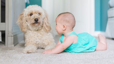 Chien ou enfant ? Ce sondage américain qui bouscule notre idée de la famille
