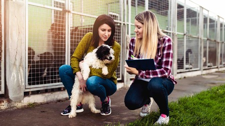 Agir pour la protection animale à Noël