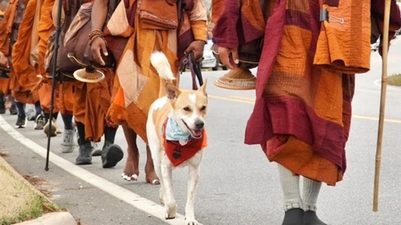 Aloka, le chien errant devenu star Instagram avec 800 000 abonnés