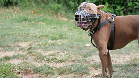 Chiens catégorisés : de quoi parle-t-on ?