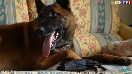 Découvrez le quotidien de Snatch, un malinois renifleur