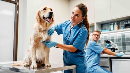 Pourquoi et comment assurer un chien déjà malade ?
