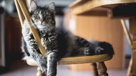 Le typhus du chat : symptômes et prévention