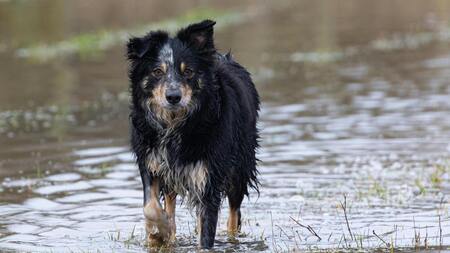 Au coeur de la tempête Nils, des animaux sauvés et protégés